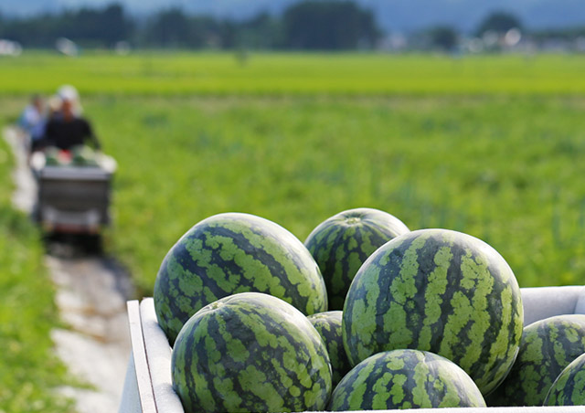 すいか畑