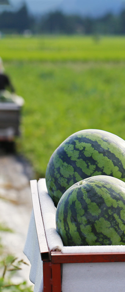 すいか畑